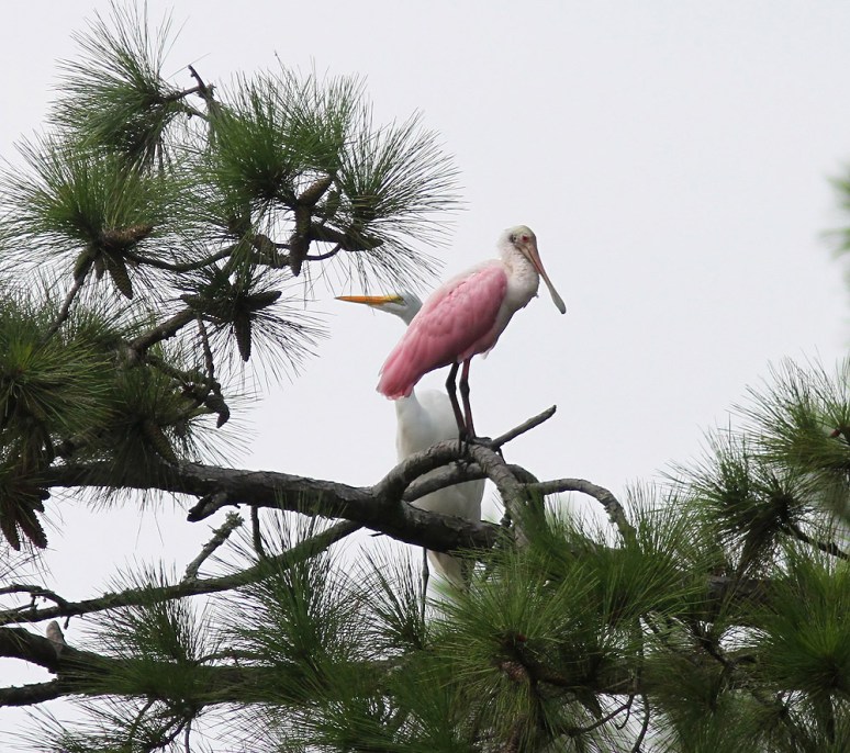Spoonbill News Update 
