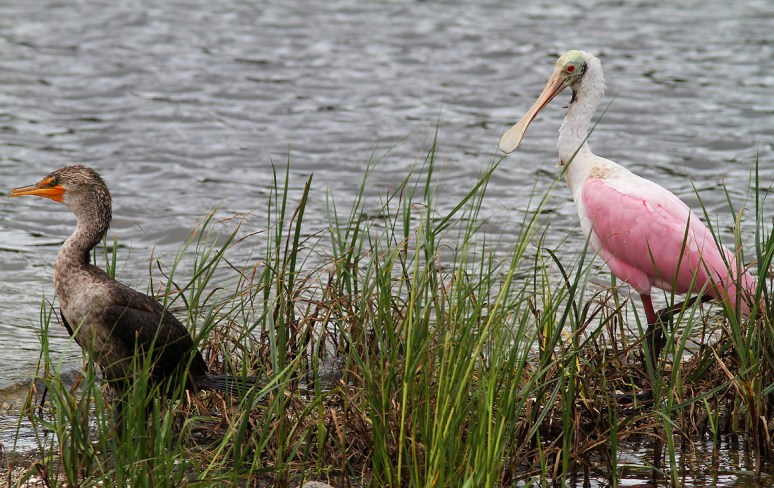 Spoonbill News Update 