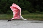 Spoonbill News Update
