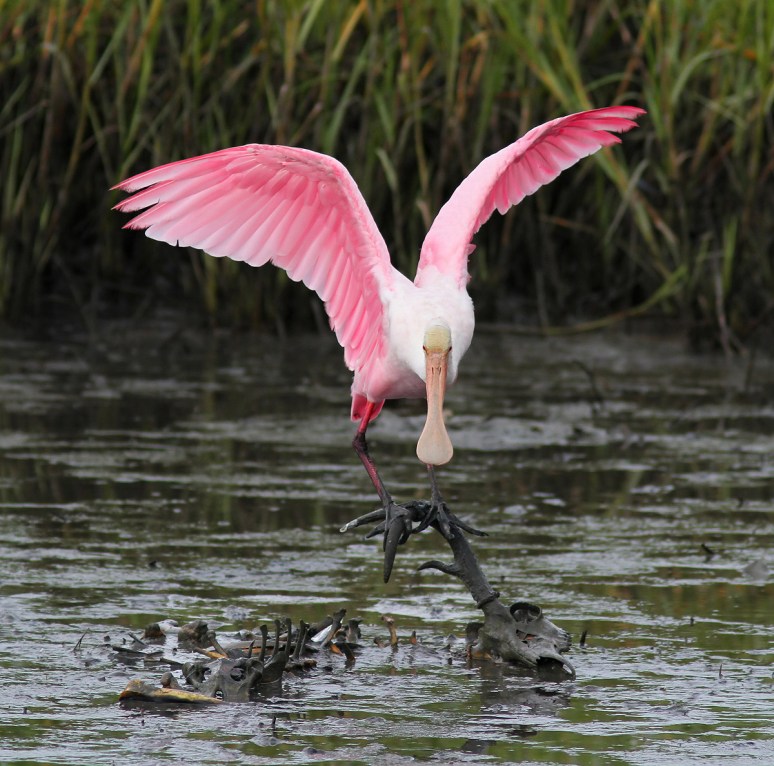 Spoonbill on Deer Skeleton