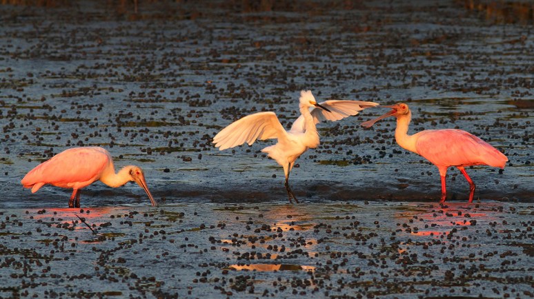 Spoonbills and Snowy in Salt Marsh 