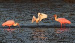 Spoonbills and Snowy in Salt&nbsp;Marsh