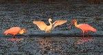 Spoonbills and Snowy in Salt&nbsp;Marsh