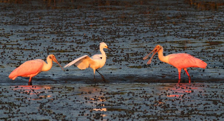 Spoonbills and Snowy in Salt Marsh 