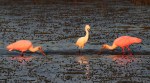 Spoonbills and Snowy in Salt&nbsp;Marsh