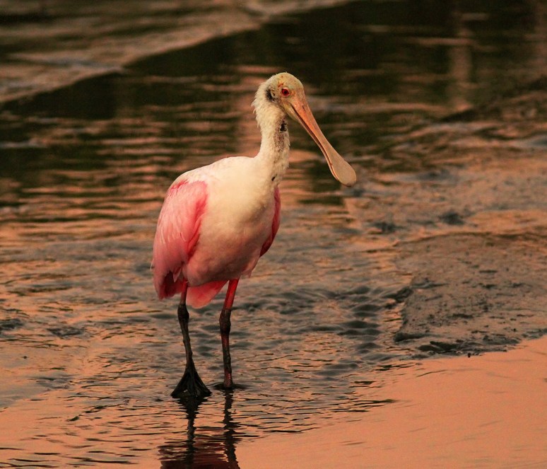 Sunset Spoonbill