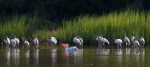 White Pelican Visits Wood&nbsp;Storks