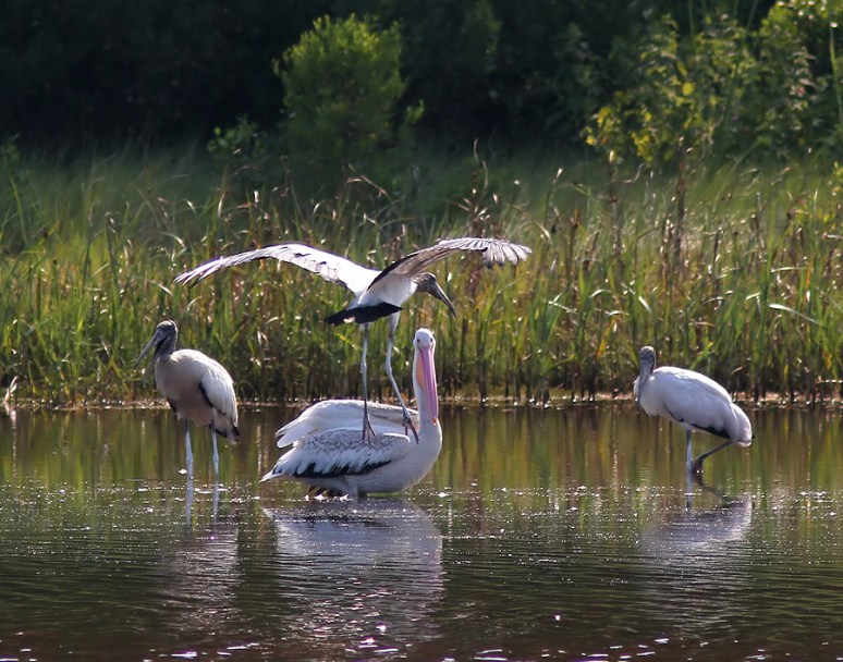 White Pelican Visits Wood Storks 