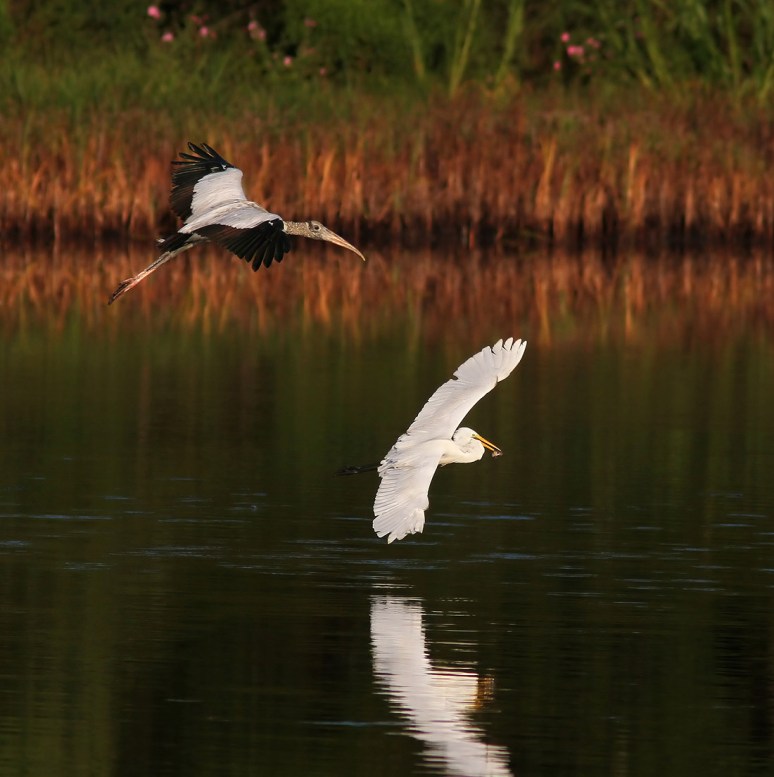 Wood Storks Chasing Egret 