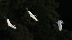 Wood Storks Chasing&nbsp;Egret