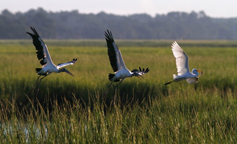 Wood Storks Chasing Egret 