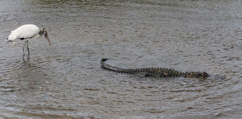 Woody Bites Alligator 