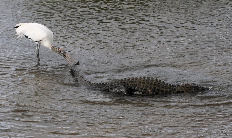 Woody Bites Alligator 