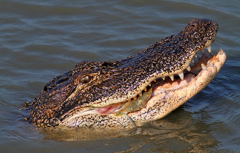 Alligator Crunches A Blue Crab