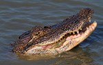 Alligator Crunches A Blue&nbsp;Crab