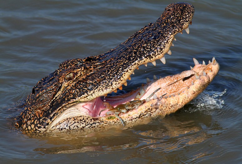 Alligator Crunches A Blue Crab