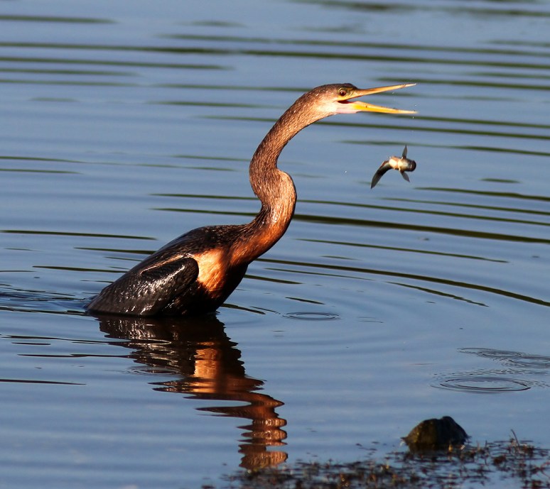 Anhinga Fishing in the Morning 