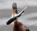 Anhinga with Big&nbsp;Fish
