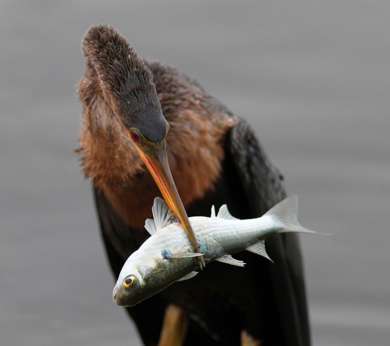 Anhinga with Big Fish