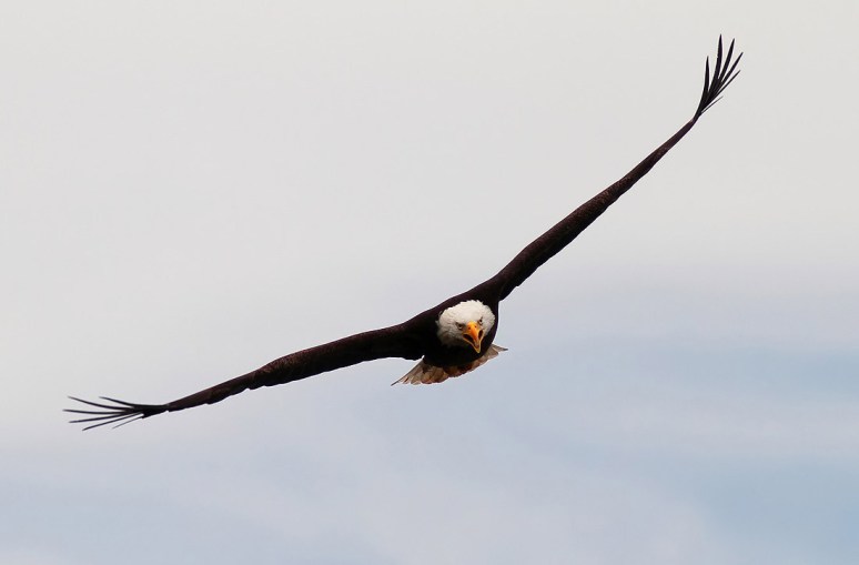 Bald Eagle Chases Osprey