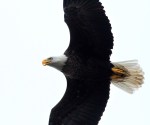 Bald Eagle Chases&nbsp;Osprey
