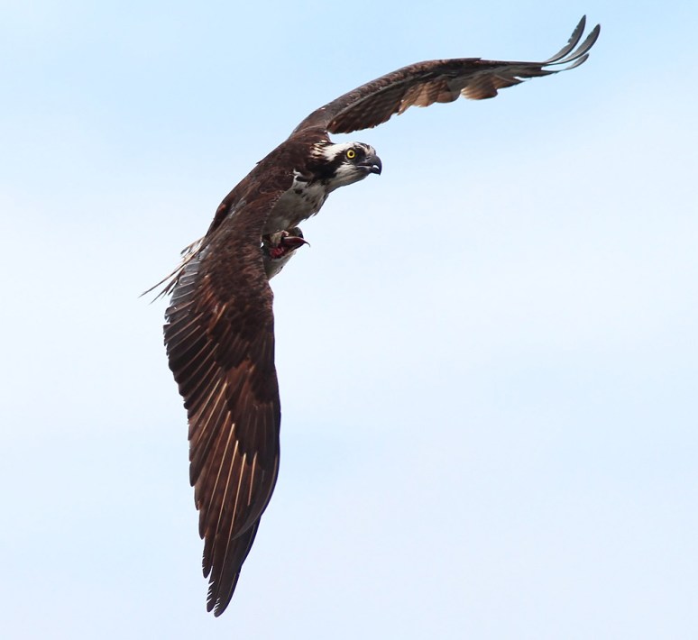 Bald Eagle Chases Osprey