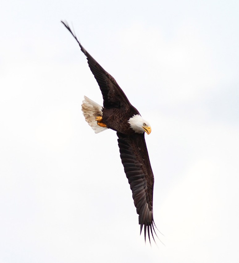 Bald Eagle Chases Osprey