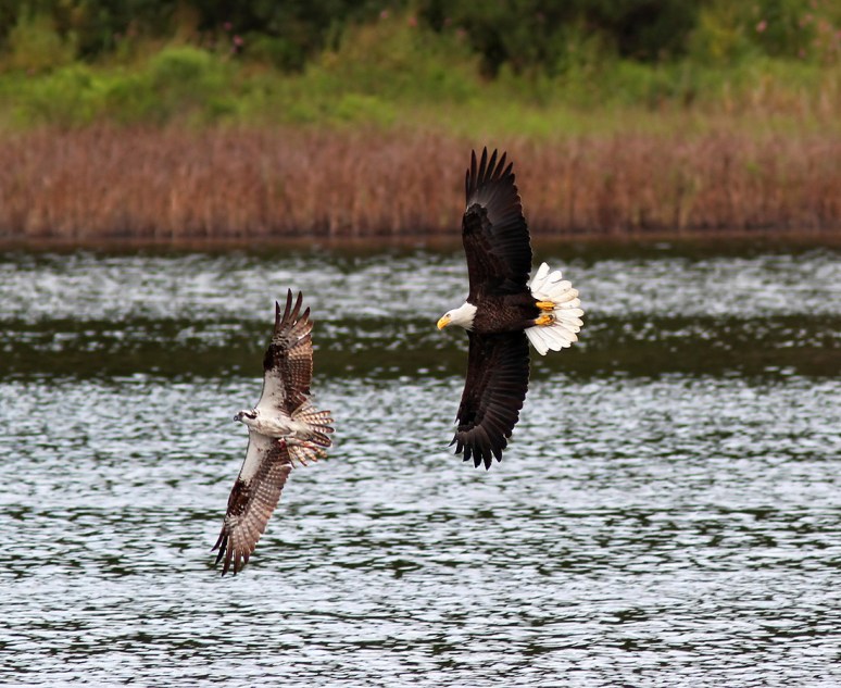 Bald Eagle Chases Osprey