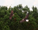 Bald Eagle Chases&nbsp;Osprey