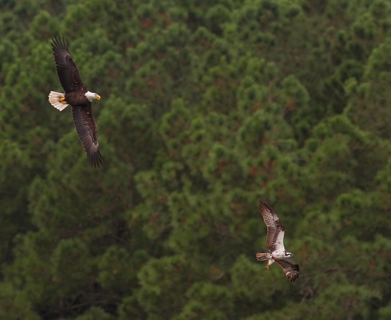 Bald Eagle Chases Osprey