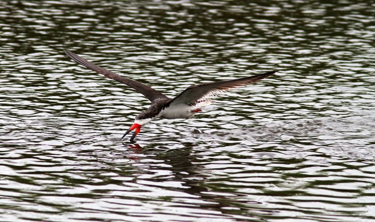 Black Skimmer Fishing in the Salt Marsh 