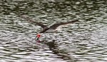 Black Skimmer Fishing in the Salt&nbsp;Marsh