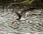 Black Skimmer Fishing in the Salt&nbsp;Marsh