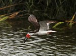 Black Skimmer Fishing in the Salt&nbsp;Marsh