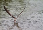 Black Skimmers Working the Salt&nbsp;Marsh