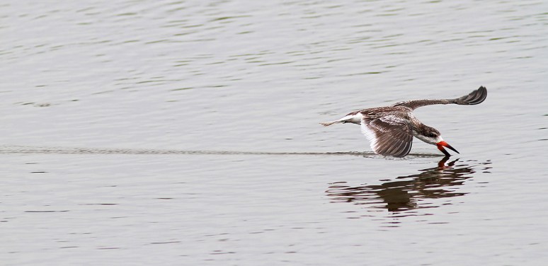 Black Skimmers Working the Salt Marsh 
