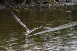 Black Skimmers Working the Salt&nbsp;Marsh