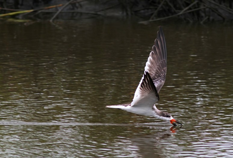 Black Skimmers Working the Salt Marsh 