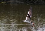 Black Skimmers Working the Salt&nbsp;Marsh
