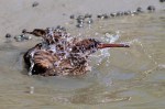 Clapper Rail Bathing in the Salt&nbsp;Marsh