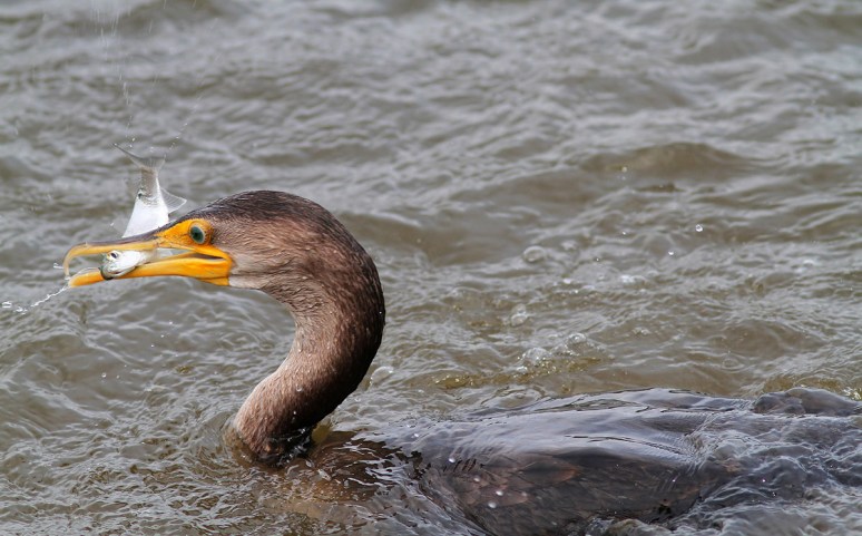 Cormorant Fishing in the Salt Marsh 