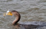 Cormorant Fishing in the Salt&nbsp;Marsh