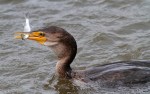Cormorant Fishing in the Salt&nbsp;Marsh