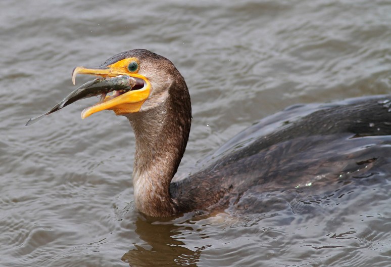 Cormorant Fishing in the Salt Marsh 
