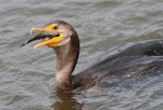 Cormorant Fishing in the Salt&nbsp;Marsh