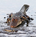 Crabby One Alligator&nbsp;Zero