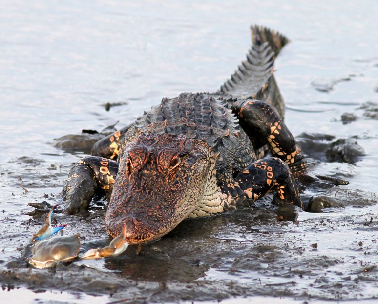 Crabby One Alligator Zero 