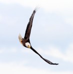 Eagle Comes Swooping&nbsp;In