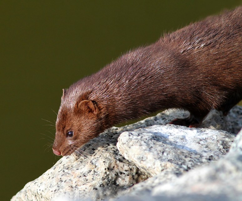 Mink Along the Marsh 