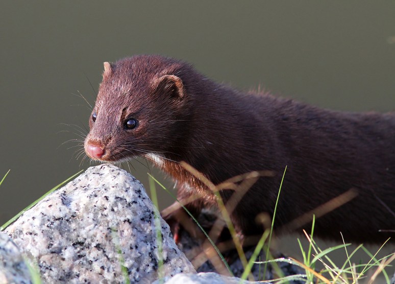 Mink Along the Marsh 